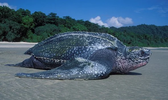 LEATHERBACK (Dermochelys coriacea)