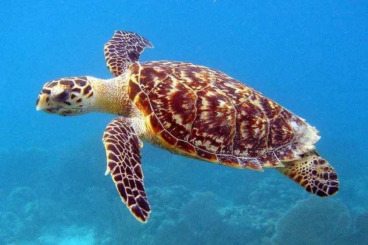 HAWKSBILL (Eretmochelys imbricata)