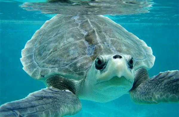 KEMP'S RIDLEY (Lepidochelys kempii)