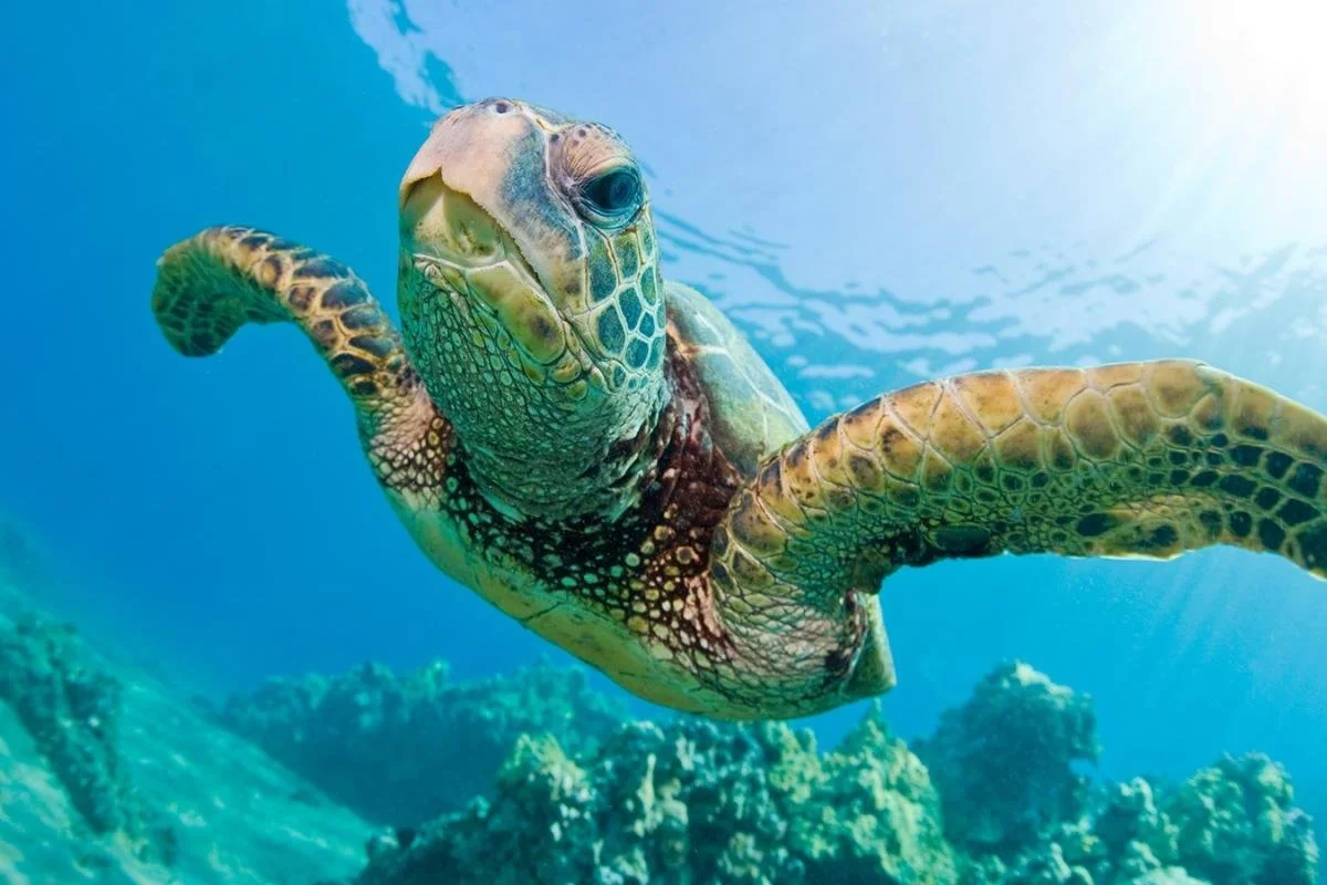 LOGGERHEAD (Caretta caretta)