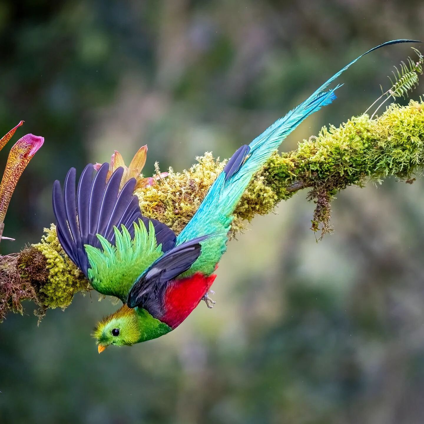 Resplendent Quetzals are startling emerald jewels of the cloud forest. They shimmer from one shade to another, blending almost magically with the wet green background of their constantly misty high altitude homes. Their color seems ephemeral for a re