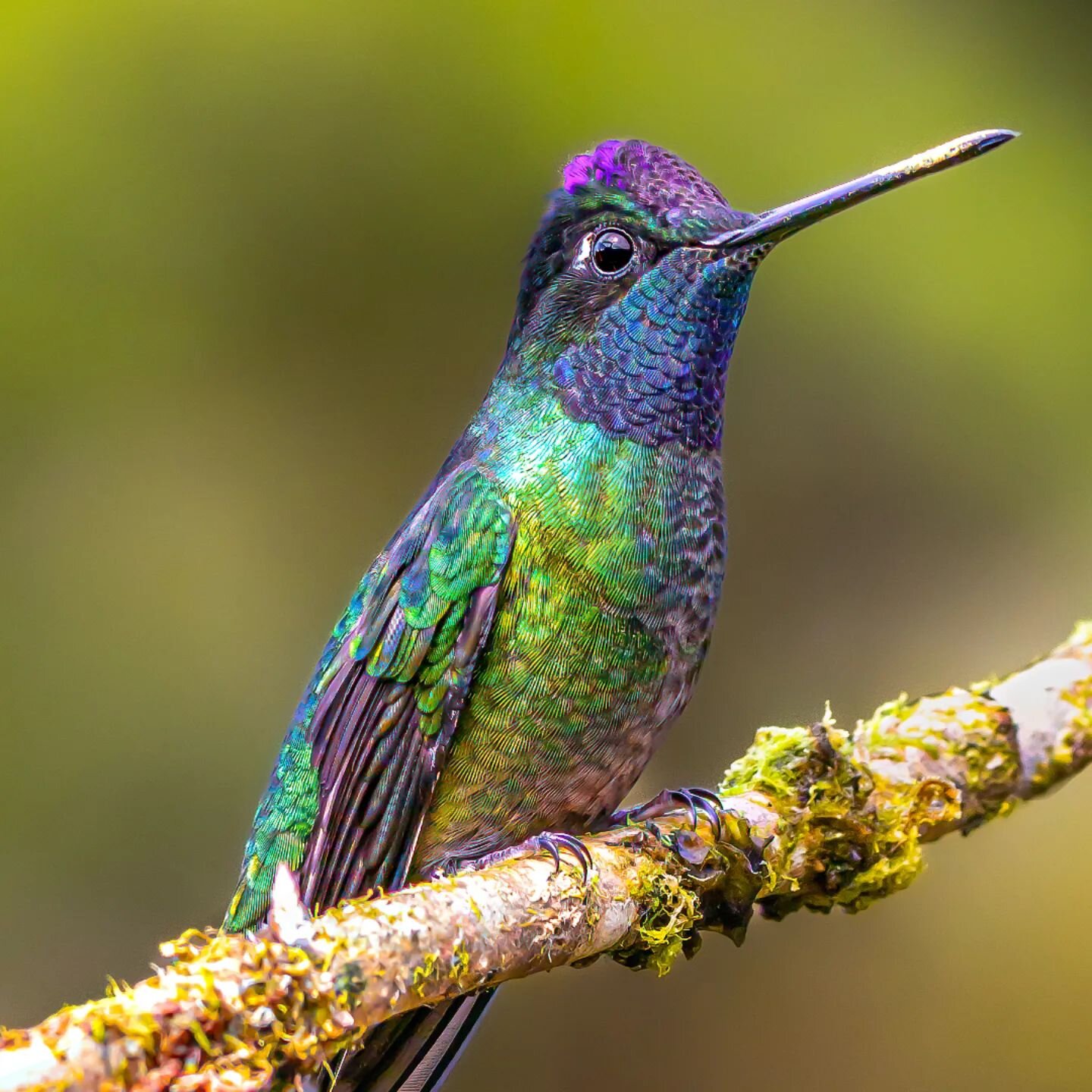 Rivoli's hummingbird&nbsp;(Eugenes fulgens) is a large&nbsp;hummingbird. It was usually considered the&nbsp;only member&nbsp;of the genus&nbsp;Eugenes&nbsp;and is also called the&nbsp;magnificent hummingbird. Many taxonomic authorities, such as the&n