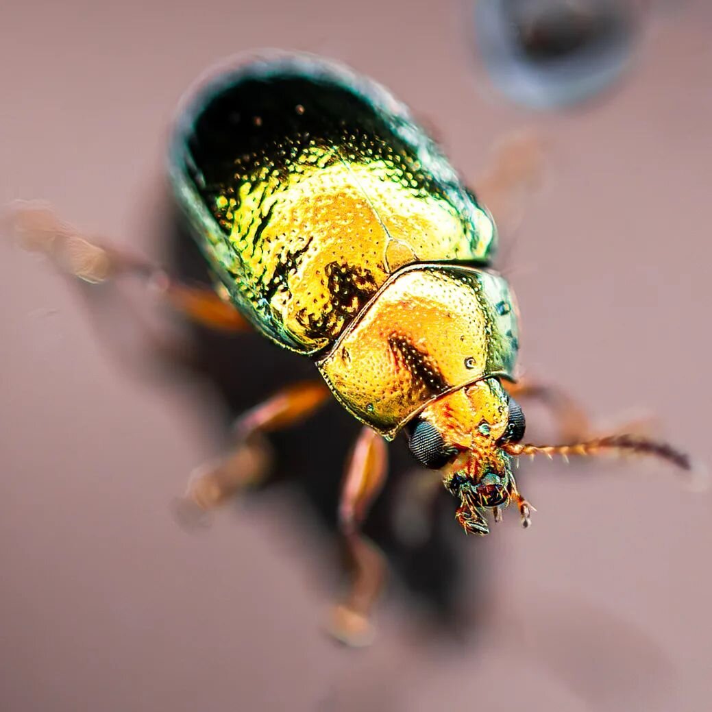 On Saturday I was powerwashing our home windows and paths, when my wife pointed this beautiful beetle hanging out on the droplets on the windows, immediately I went for my camera and capture this shot.

This beetle 🪲 is a Chrysina boucardi that is a