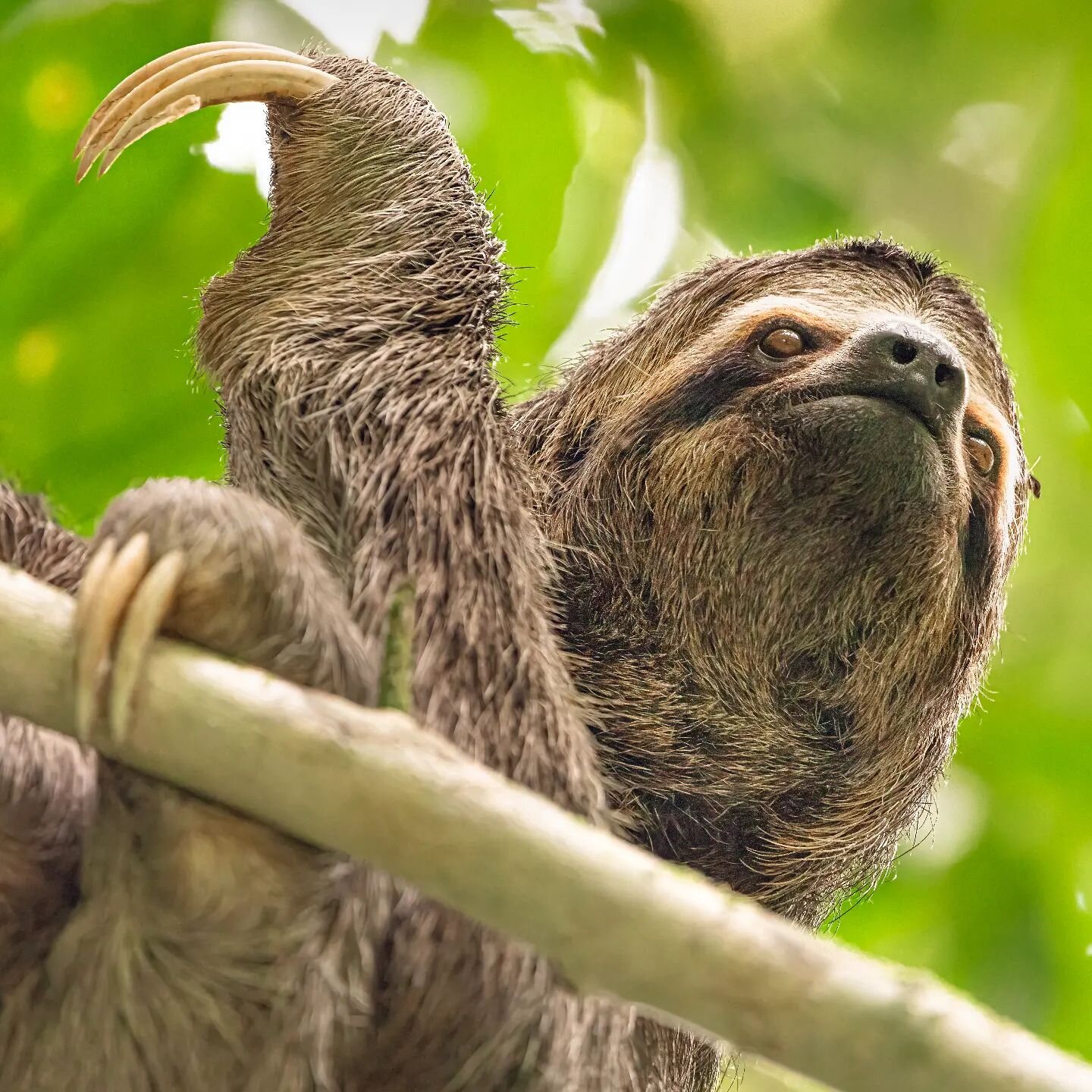The three-toed sloth is active during the day, unlike the nocturnal two-toed sloth, and so is seen more often. This sloth only eats leaves from trees and lianas, but may feed on fifty individual trees of up to thirty species, eating leaves of differe