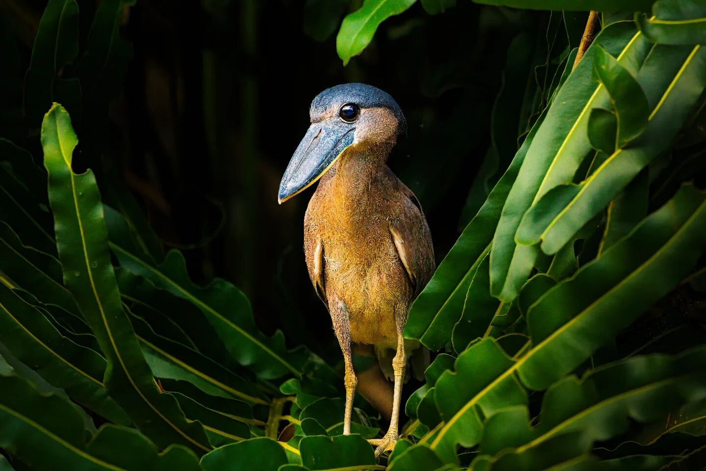 The beautiful nocturnal heron of mangroves and freshwater marshes in tropical lowlands; spends the daytime roosting in trees, often in loose groups.  The bird comes out at night to feed along the edge of lakes and rivers. Easily identified by huge &l