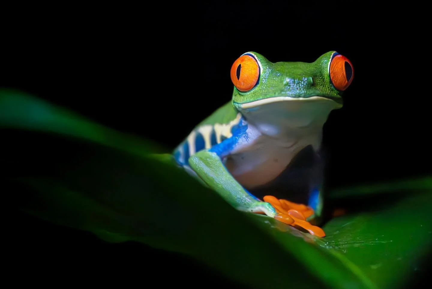 La selva tiene formas &uacute;nicas de presentarse.
A veces lo hace en silencio&hellip; y a veces, con ojos que parecen encenderse en la oscuridad.

Fotear esta escena fue como descubrir un personaje que ya exist&iacute;a, esperando en la penumbra.

