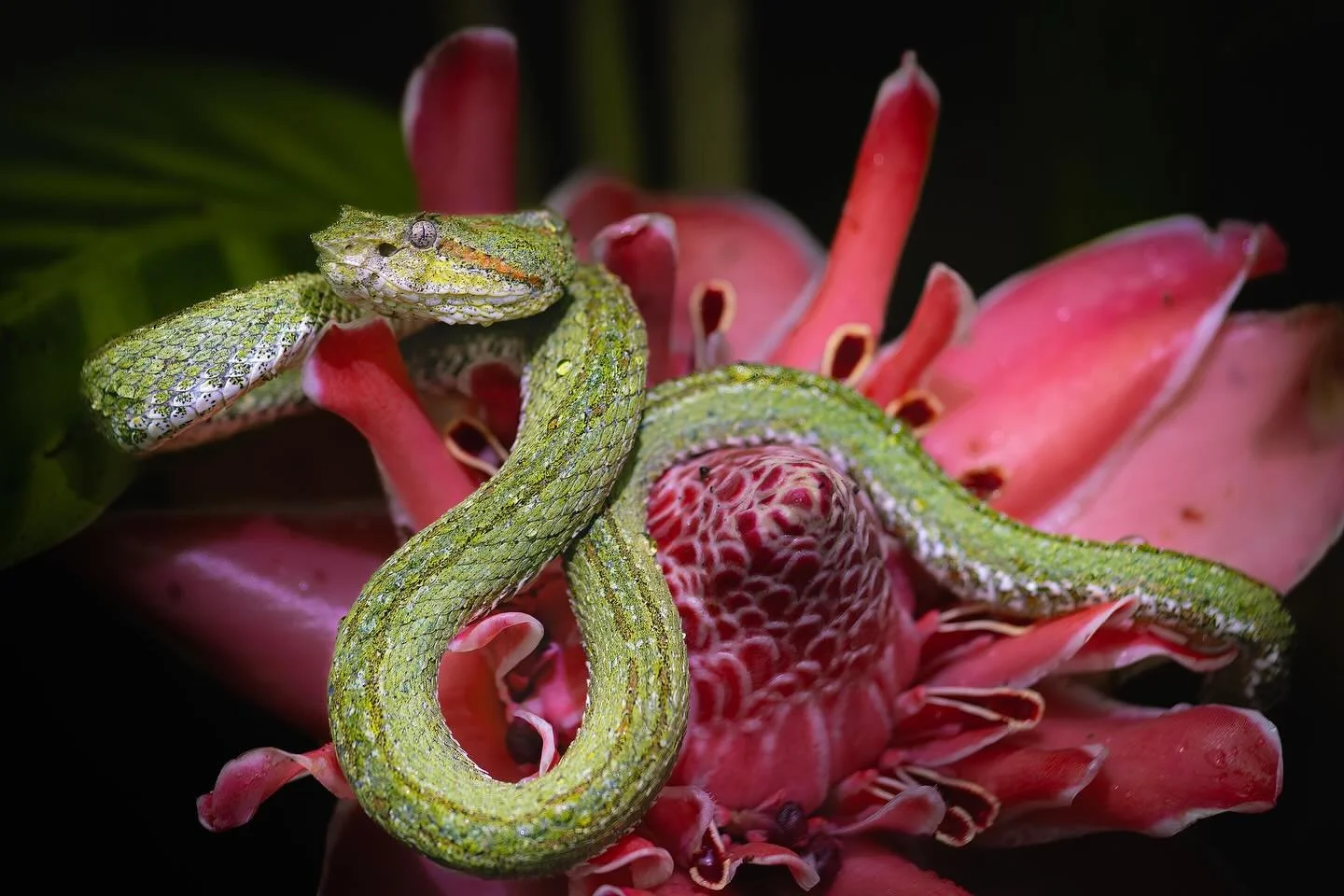 La selva no pide permiso: crea escenas que parecen salidas de un sue&ntilde;o.

Lo fr&aacute;gil y lo letal conviven en un mismo cuadro 🌺🐍: una flor tropical que representa pureza y un depredador silencioso que espera sin apuro.

Fotear este instan