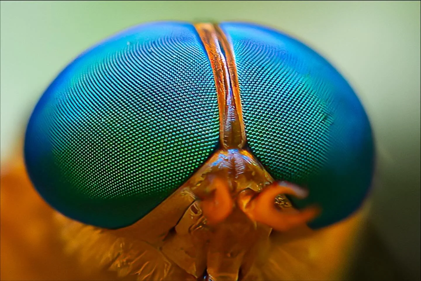 &ldquo;La naturaleza no necesita exagerar para sorprender.&rdquo;

Este es un t&aacute;bano anaranjado (Tabanidae).
Sus ojos compuestos, con miles de lentes, captan un mundo que nosotros nunca veremos.

Antes de esta foto me dej&oacute; su marca con 