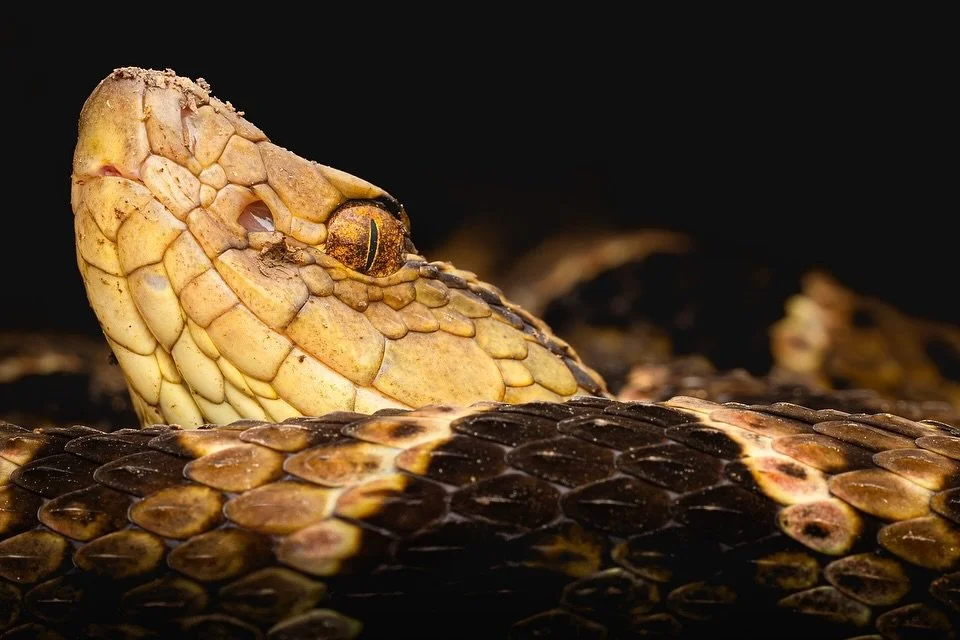 La peligrosa e incomprendida Terciopelo (Bothrops asper).

Habita en los bosques h&uacute;medos de baja y media altitud de Centroam&eacute;rica, donde cumple un papel vital controlando poblaciones de peque&ntilde;os mam&iacute;feros.

Es responsable 