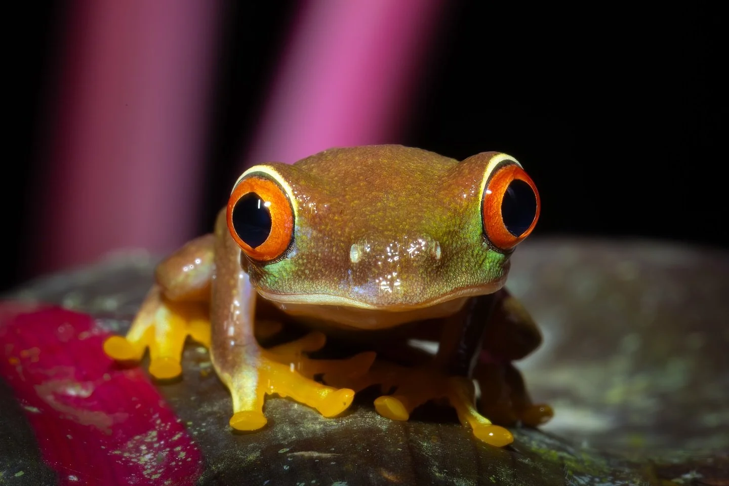 Esta peque&ntilde;a es un juvenil de rana de ojos rojos, fotografiada en Chilamate de Sarapiqu&iacute;.

Todav&iacute;a no tiene los colores brillantes del adulto, pero ya muestra esos ojos que la hacen tan ic&oacute;nica.

Pas&eacute; varios minutos