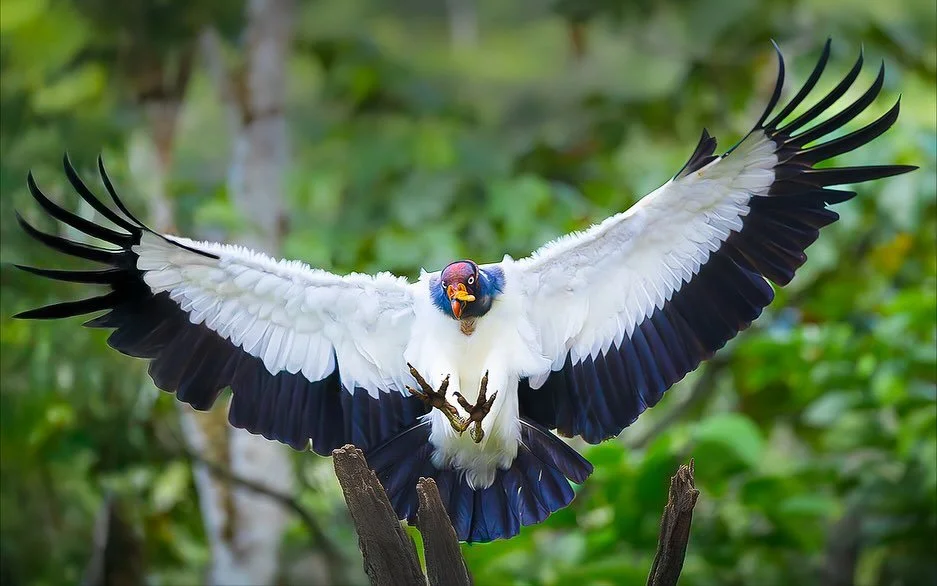 Una de mis m&aacute;s recientes experiencias fotogr&aacute;ficas, el realizar retratos de una de las especies m&aacute;s enigm&aacute;ticas de Costa Rica. 

Honestamente fue una experiencia inolvidable llena de risas, naturaleza y mucha vibraci&oacut