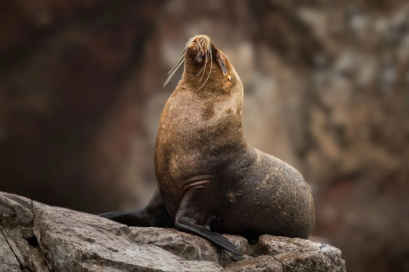 Los leones marinos sudamericanos (Otaria flavescens) son una de las especies m&aacute;s visibles en las Islas Ballestas, un grupo de formaciones rocosas frente a la costa de Paracas, Per&uacute;.

Las islas son un santuario natural donde tambi&eacute