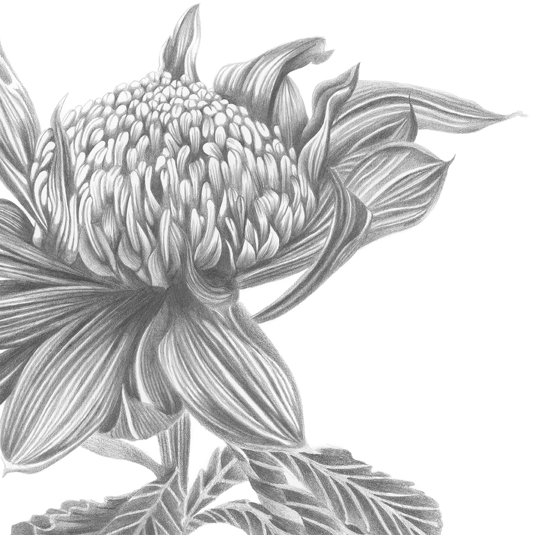waratah_close_up.png