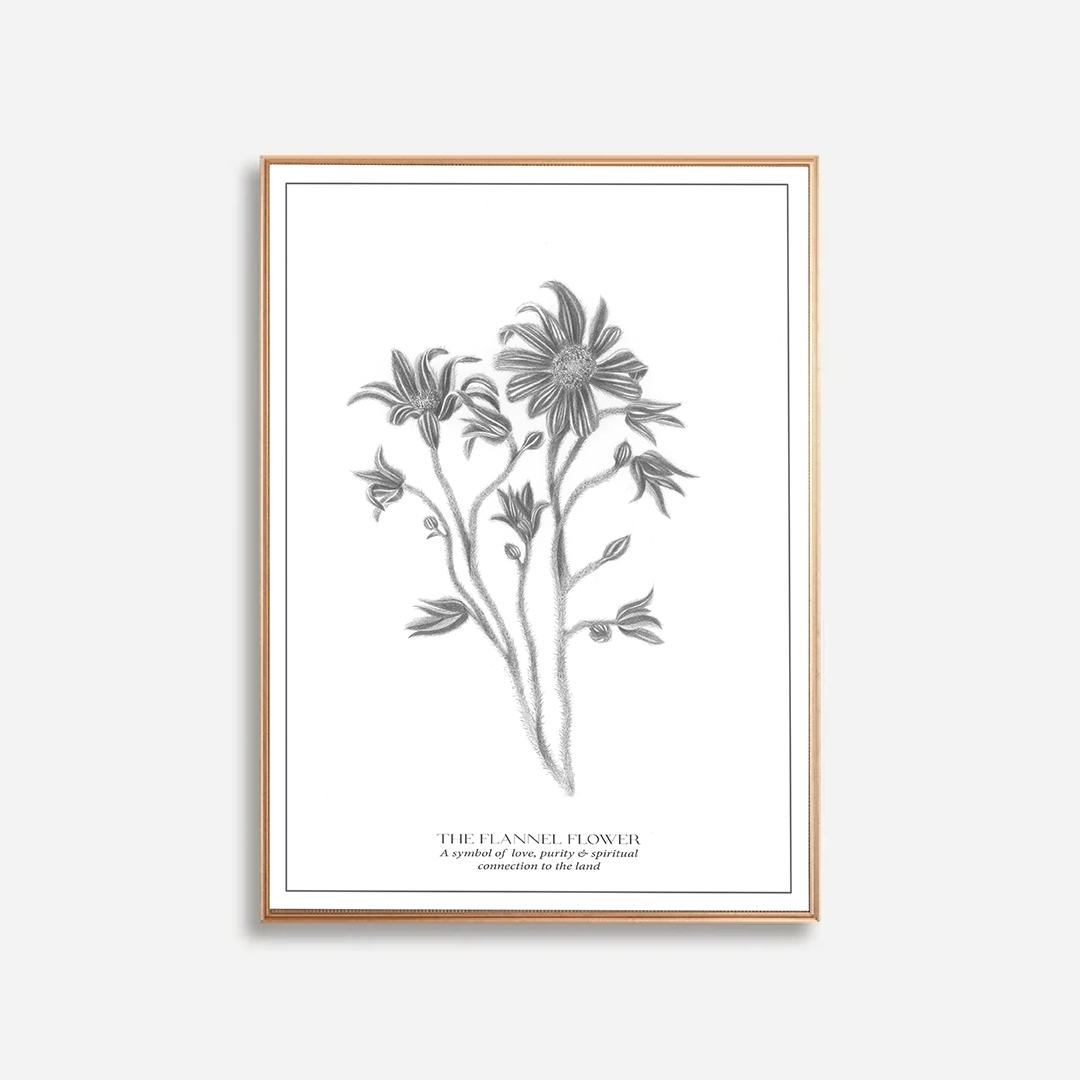 The Flannel Flower Botanical Art Print