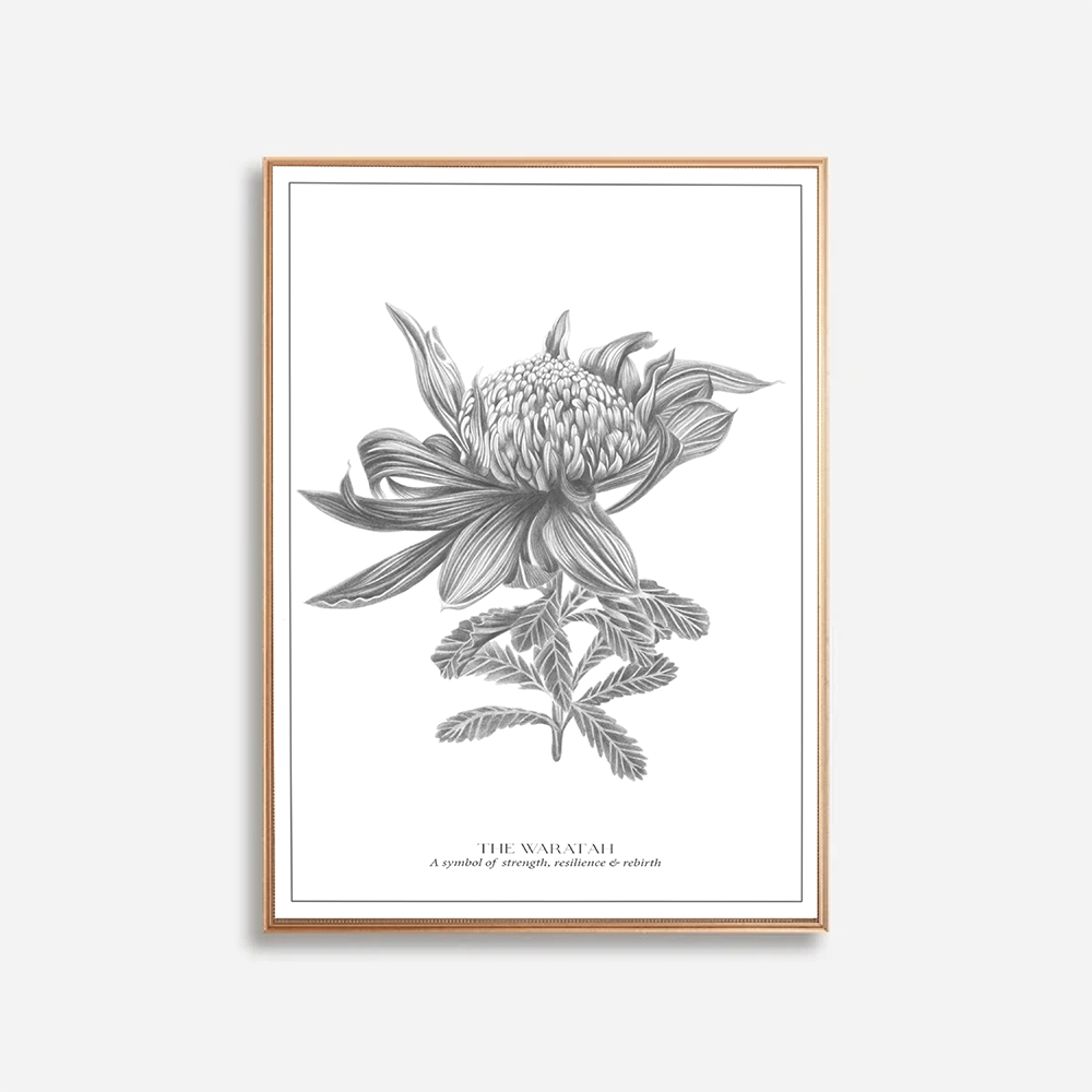 The Waratah Botanical Art Print