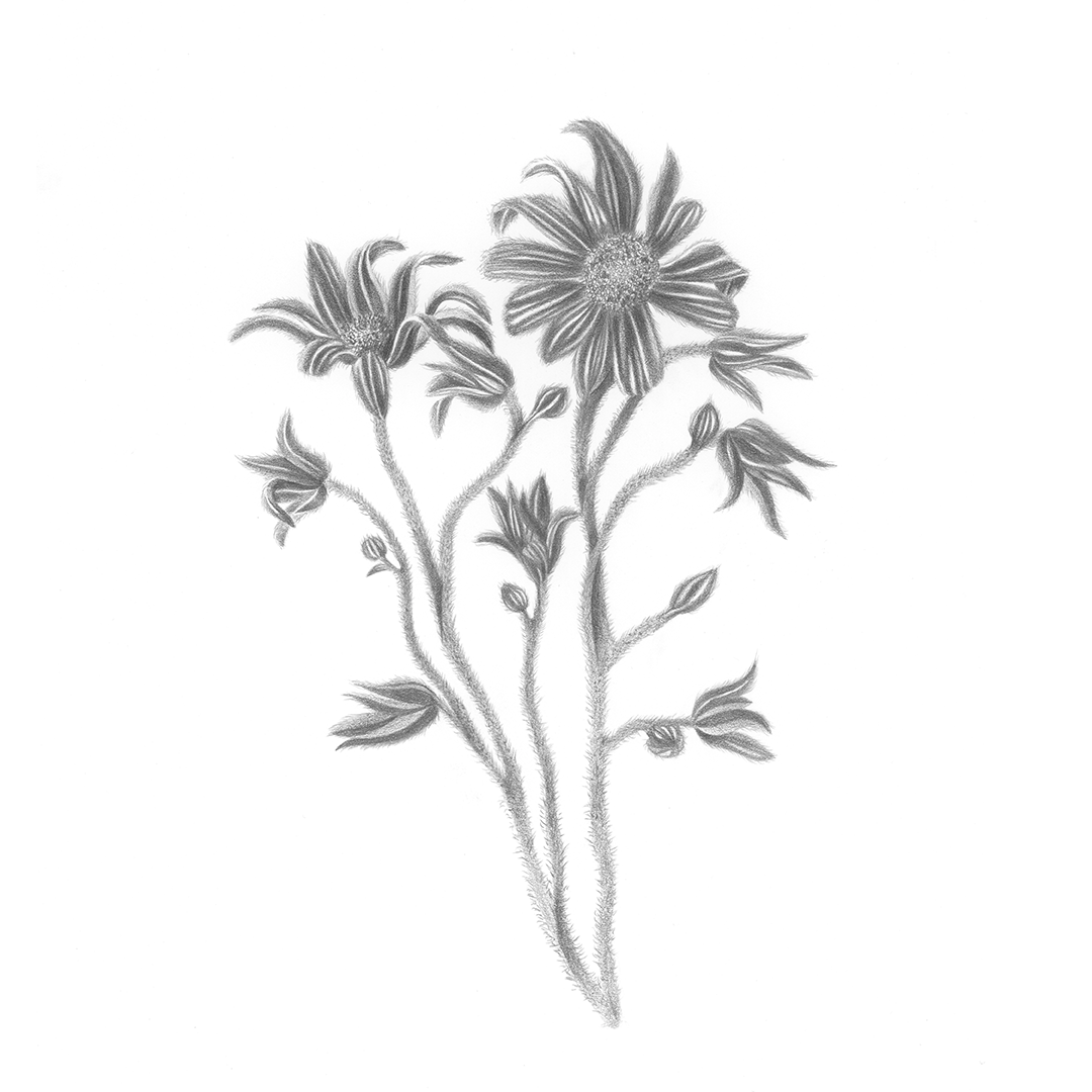 Flannel_Flower_1.png