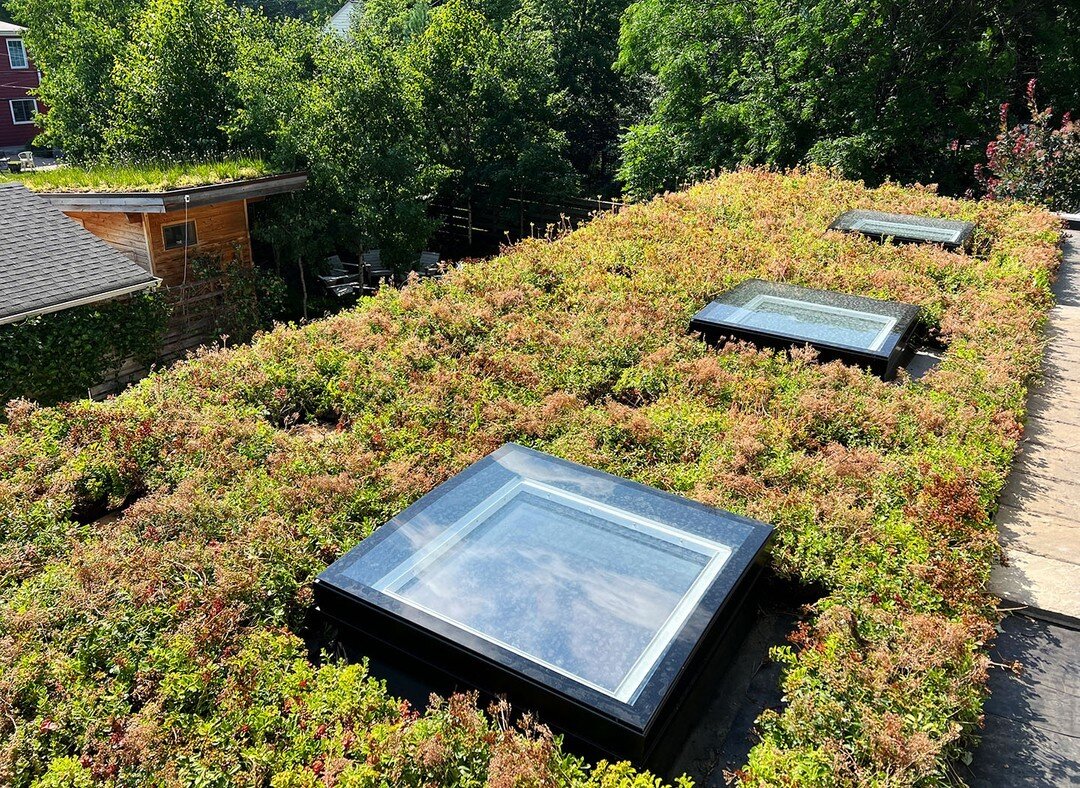 A green roof with skylights was high on our client's wish list to modernize their early 1900's home. The new roof creates a dialogue with the landscape and will evolve over time while insulating the home and reducing urban heat island effects.​​​​​​​