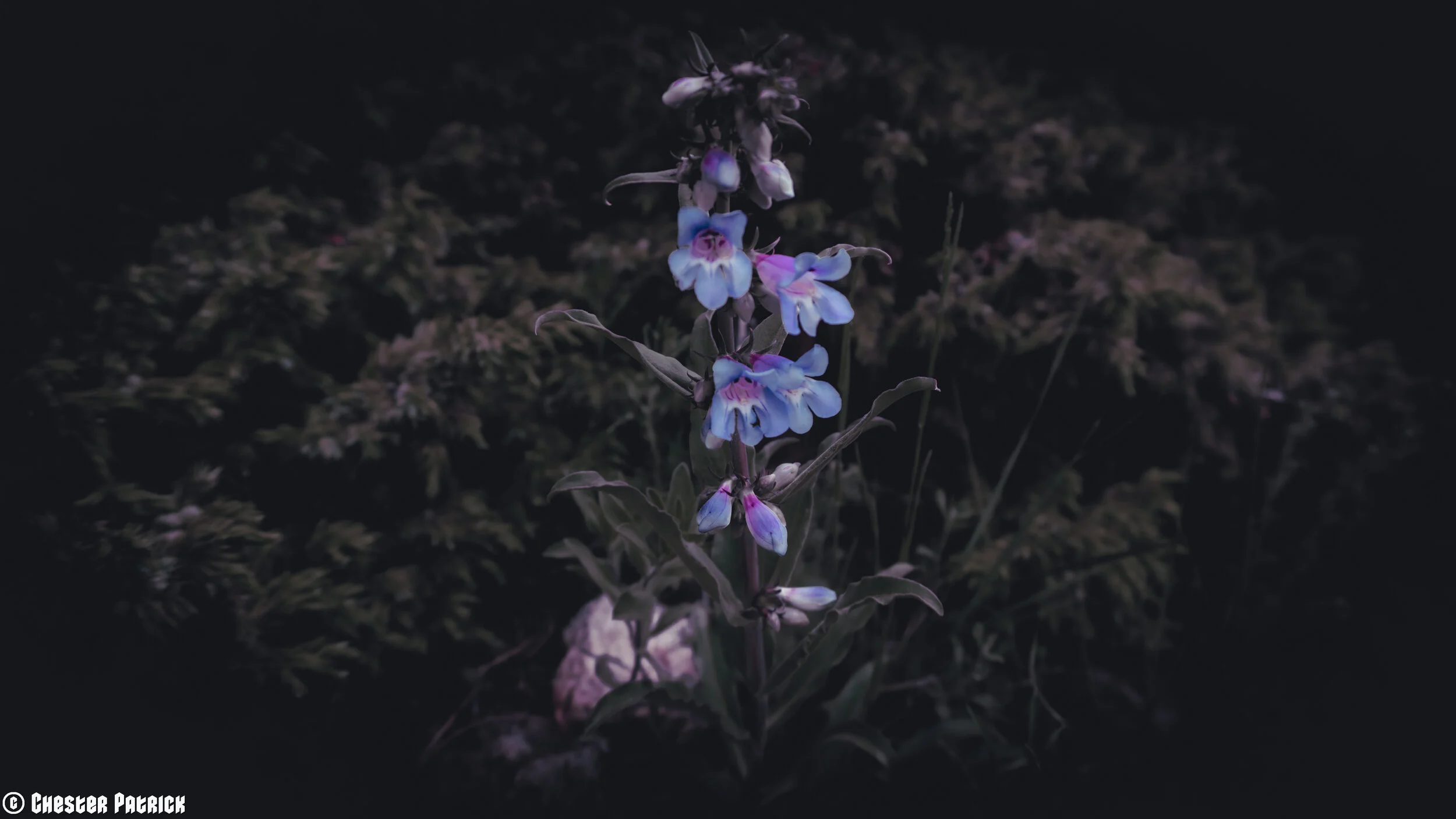 Nature-03.jpg