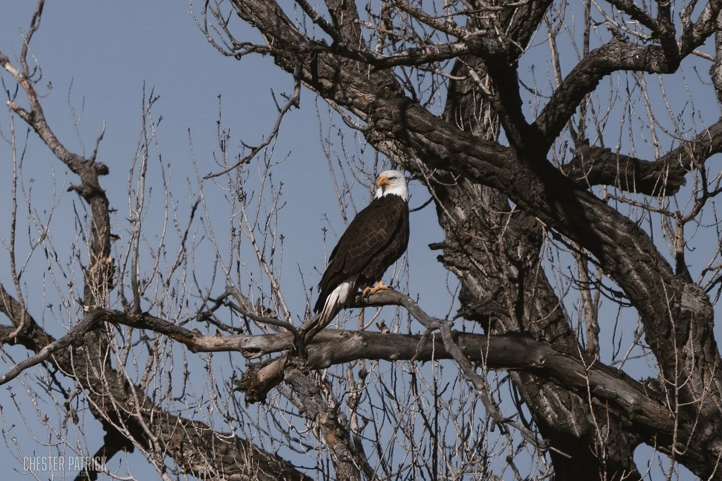 I saw a birb #baldeagle #colorado #sonyalpha