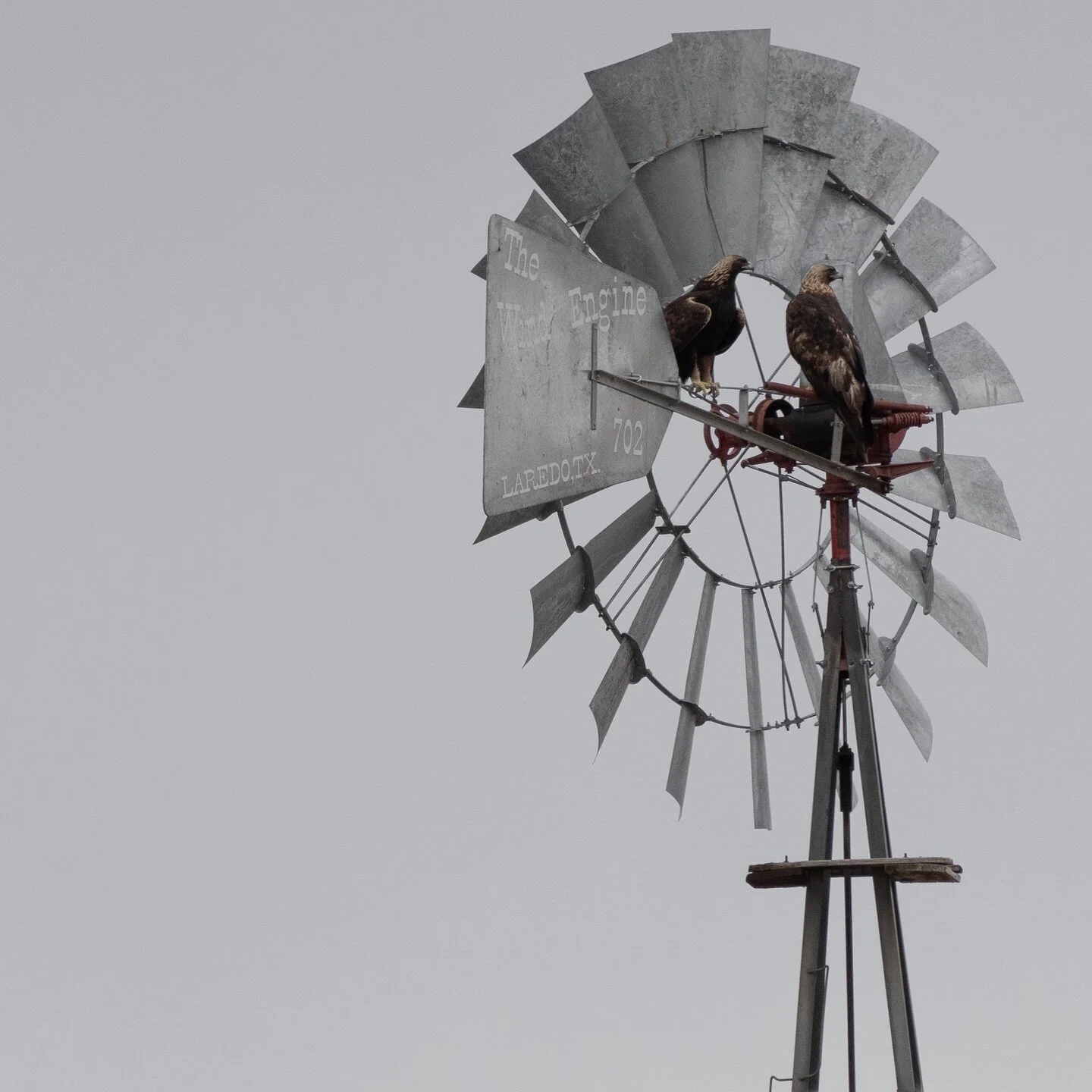 Went on a drive this morning and saw some golden eagles.  #goldeneagle #wildlife #photography #windmill