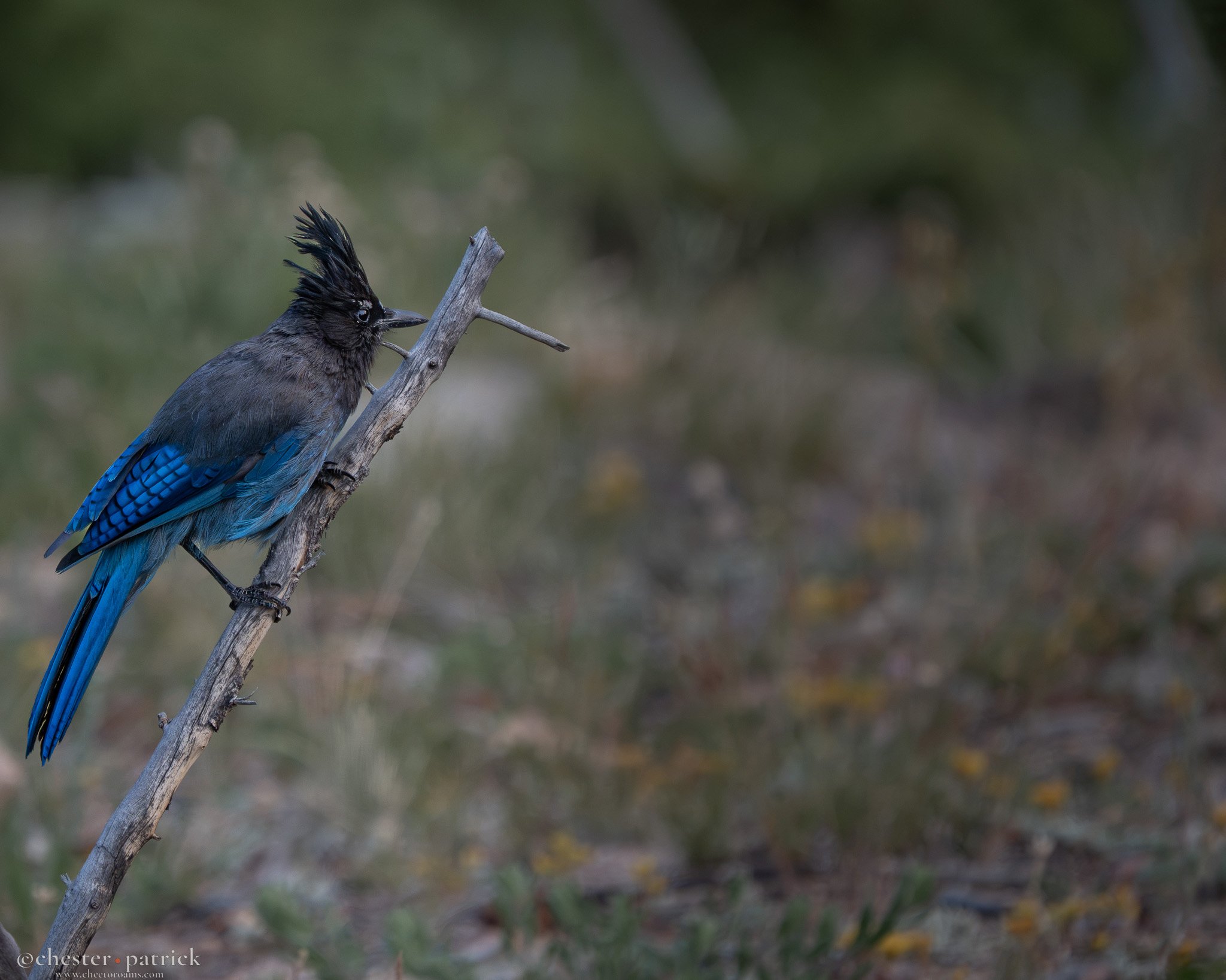 jay-2.jpg