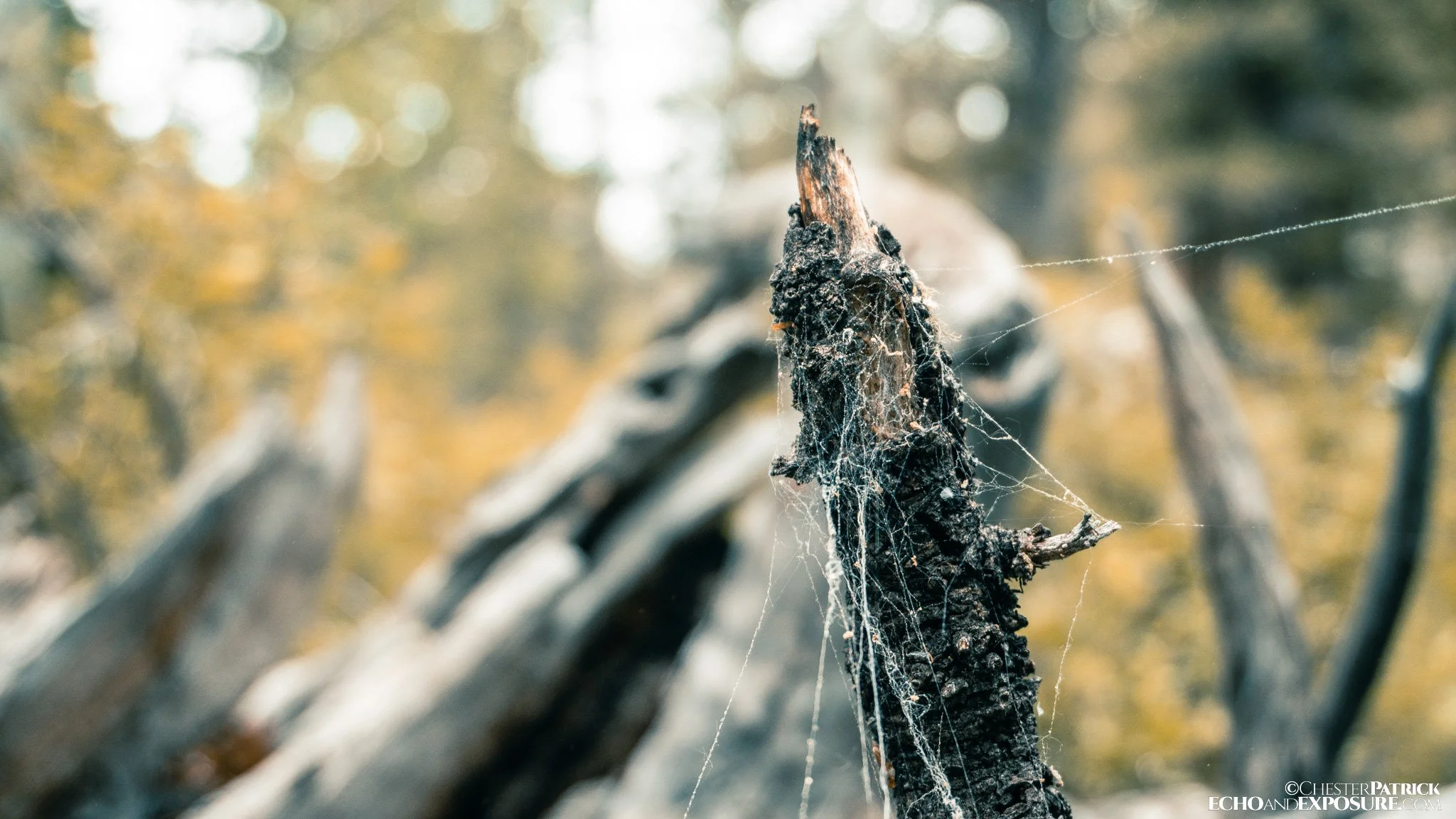 Web on a branch