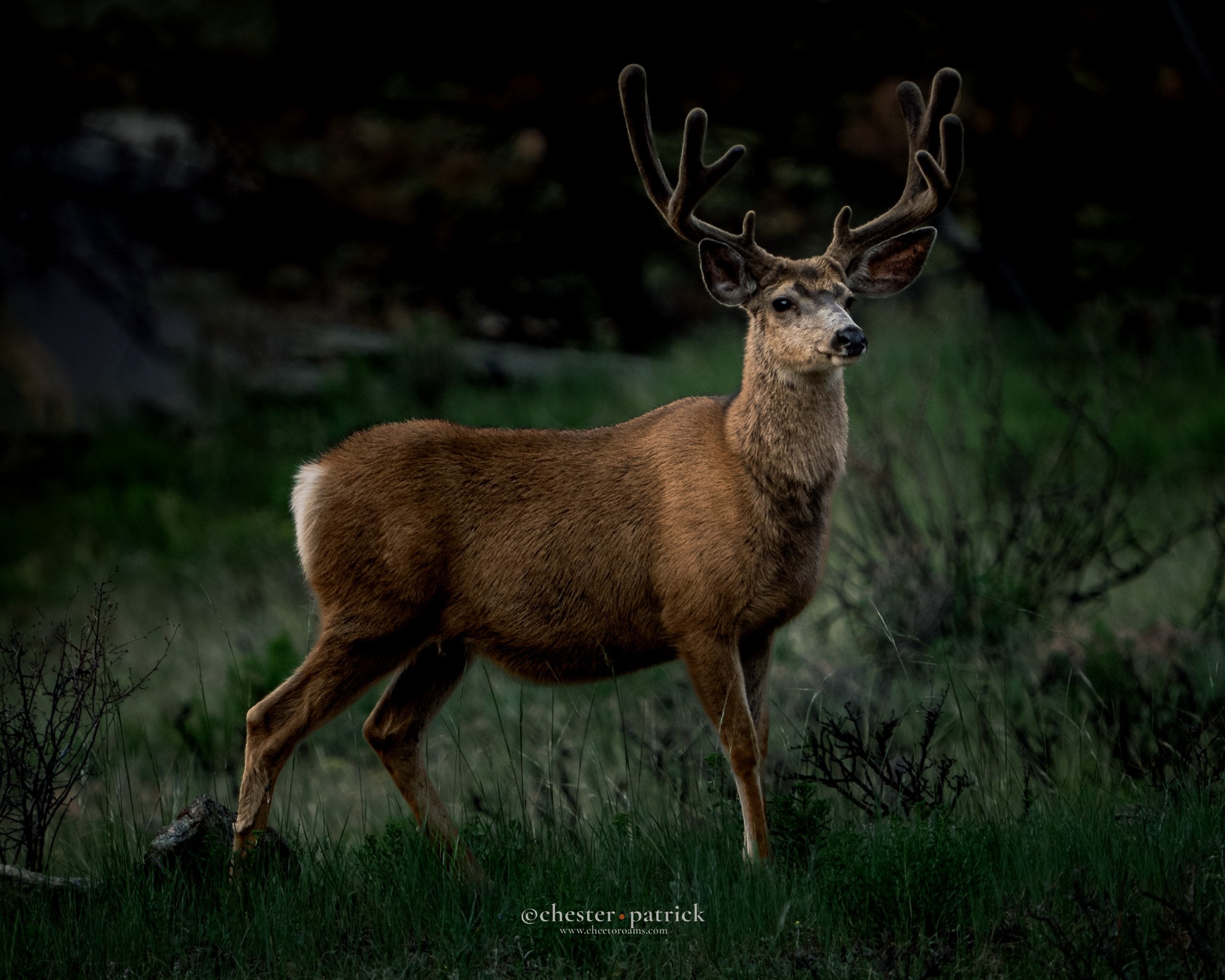 deer-2.jpg