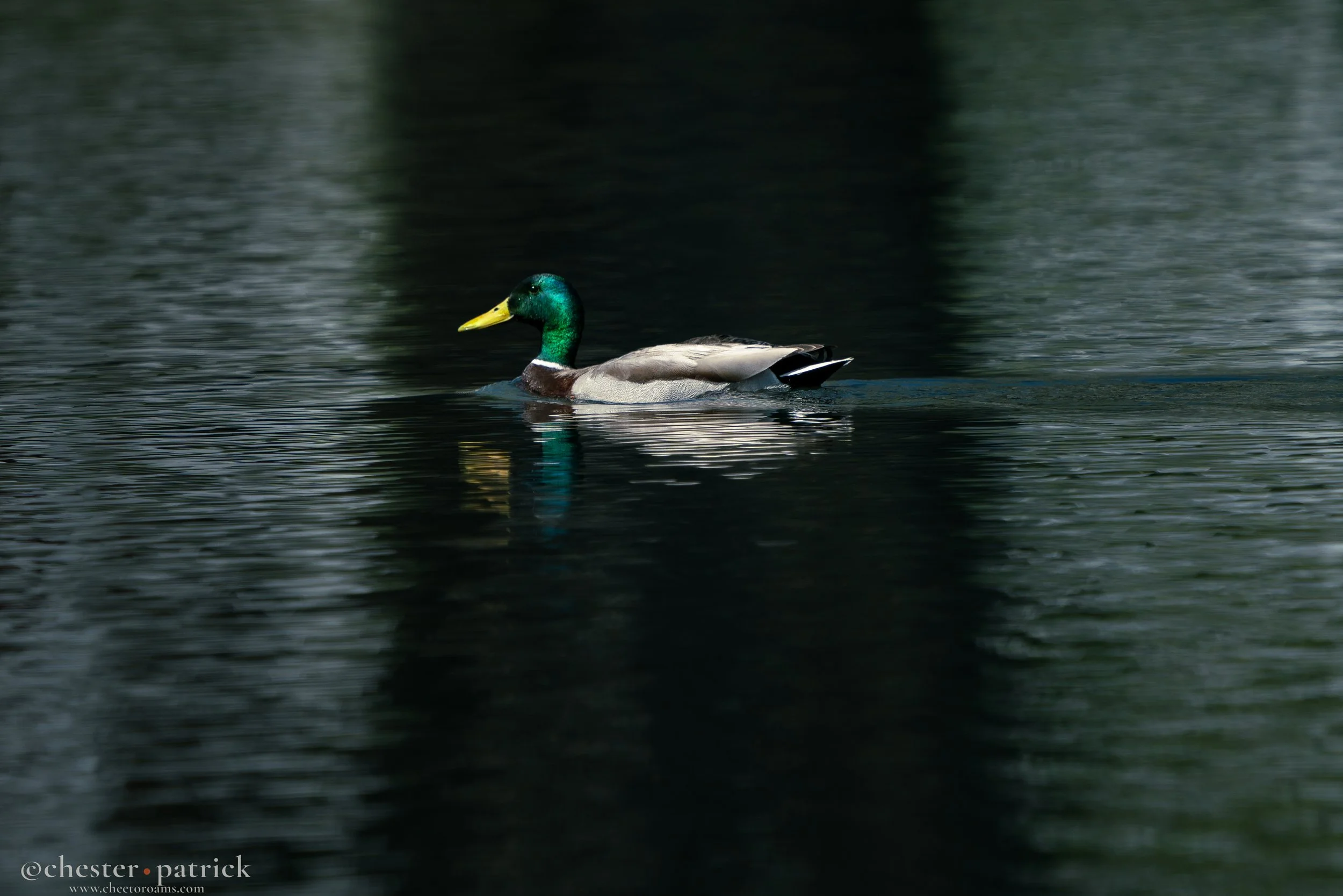 mallard-2.jpg