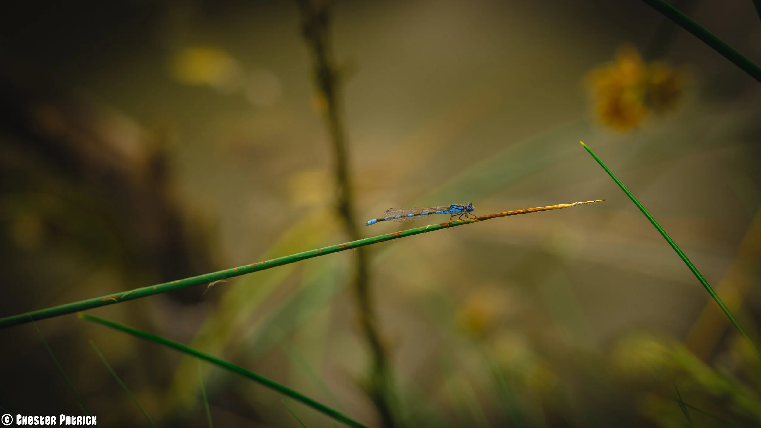 Nature-12.jpg