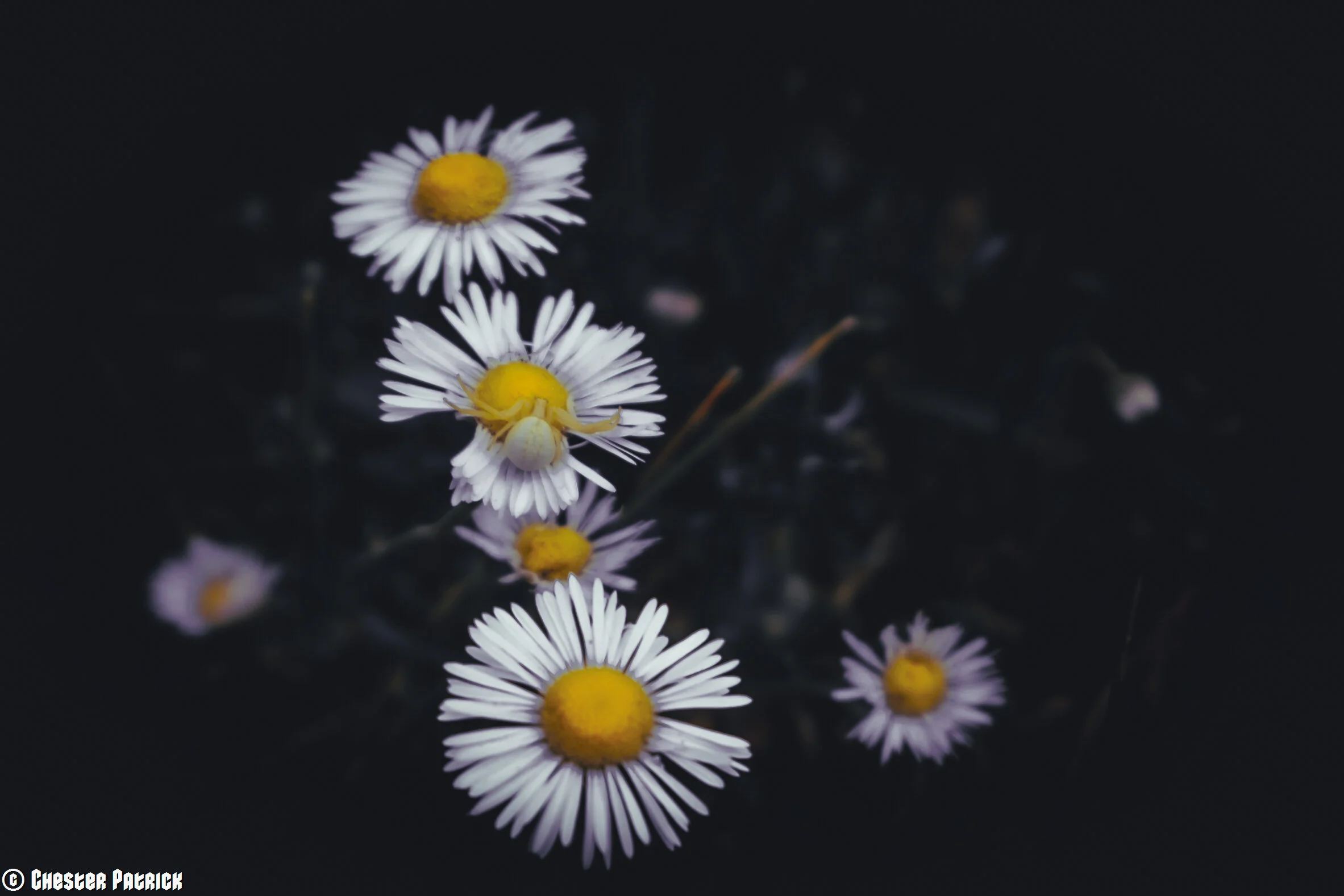 Nature-02.jpg
