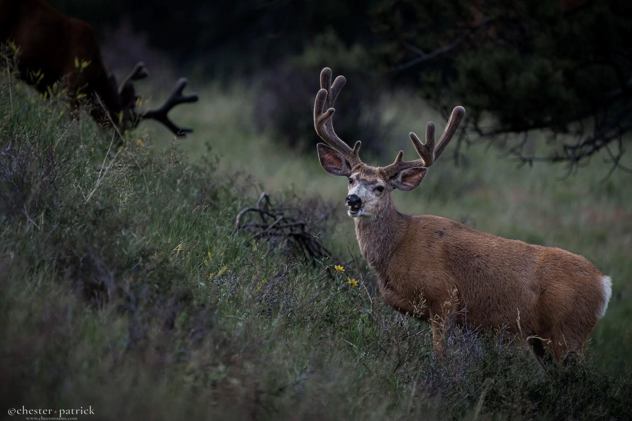 derpdeer.jpg