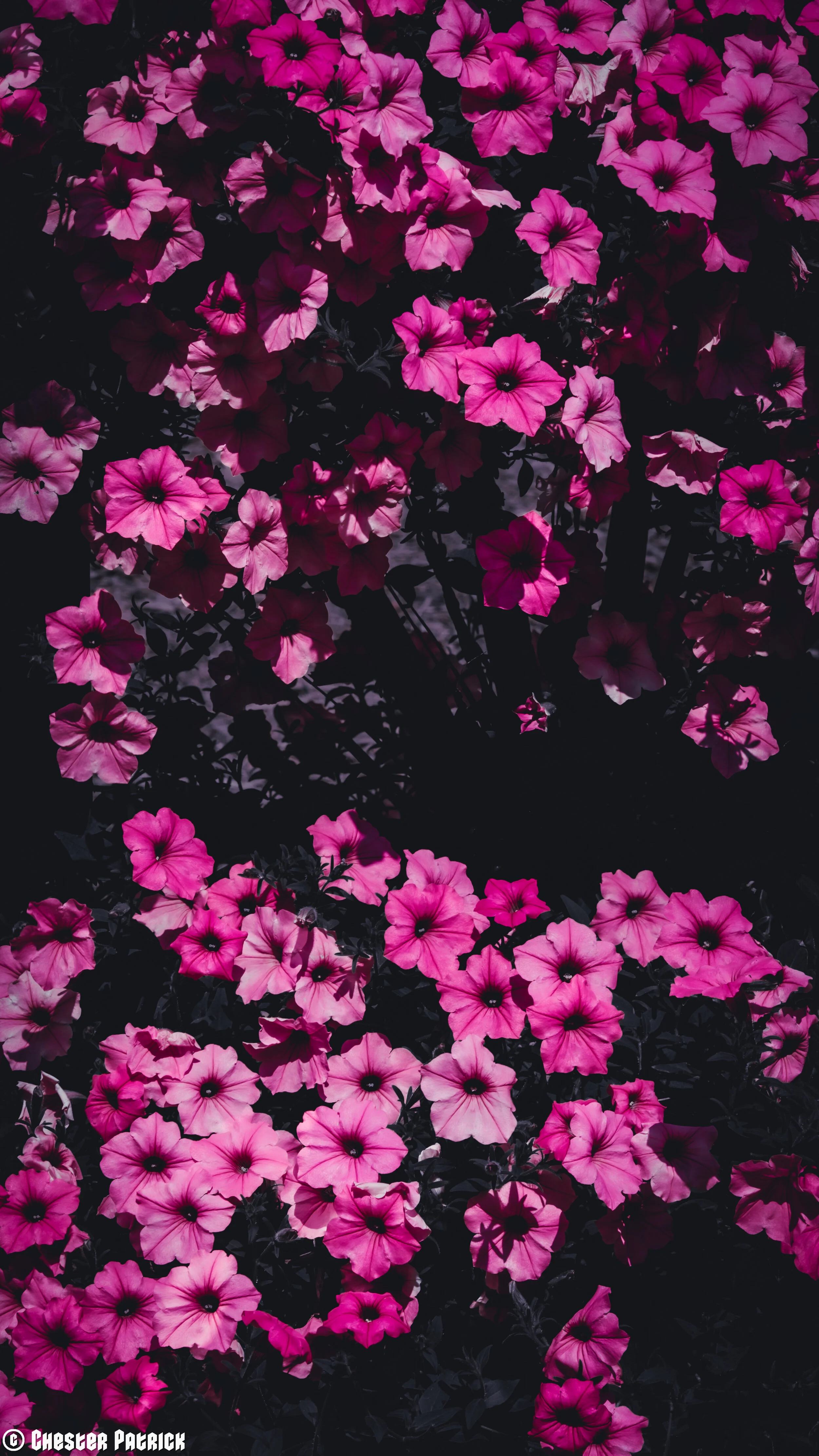 Nature-23.jpg