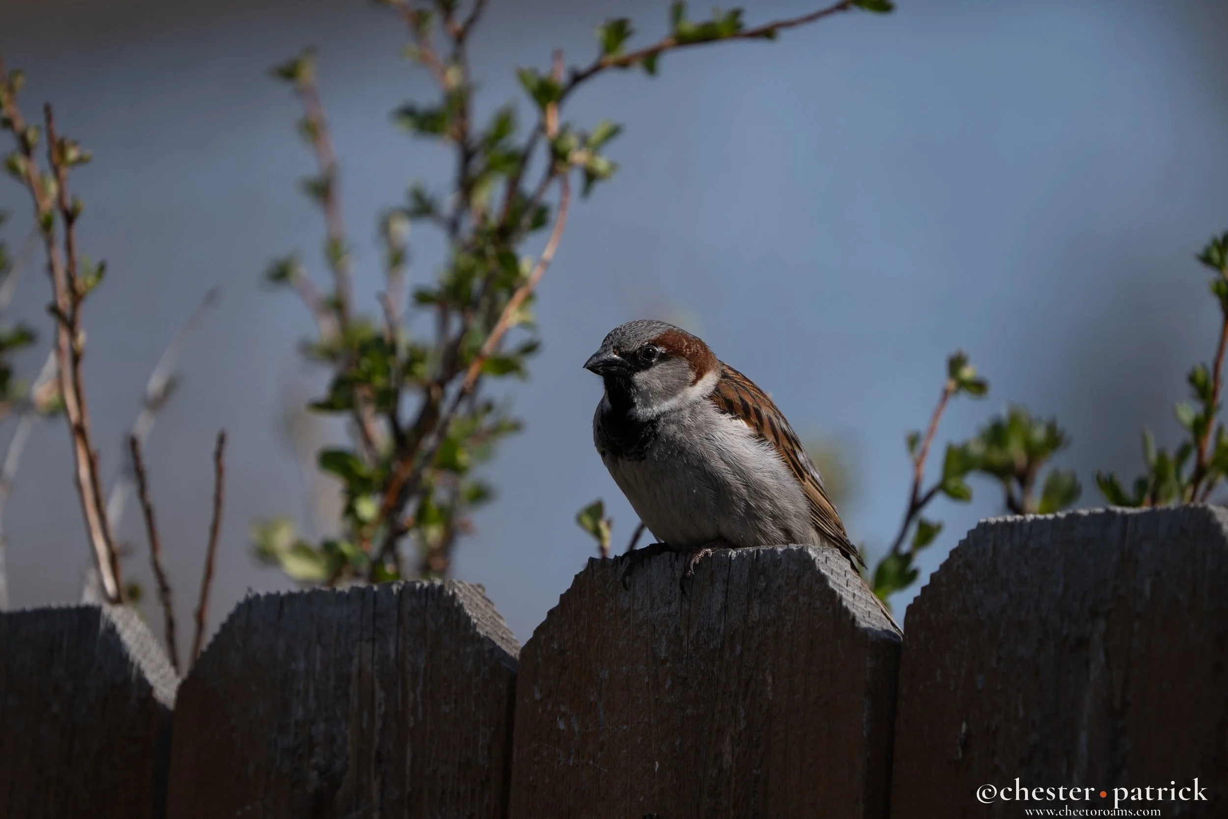 birb-2.jpg