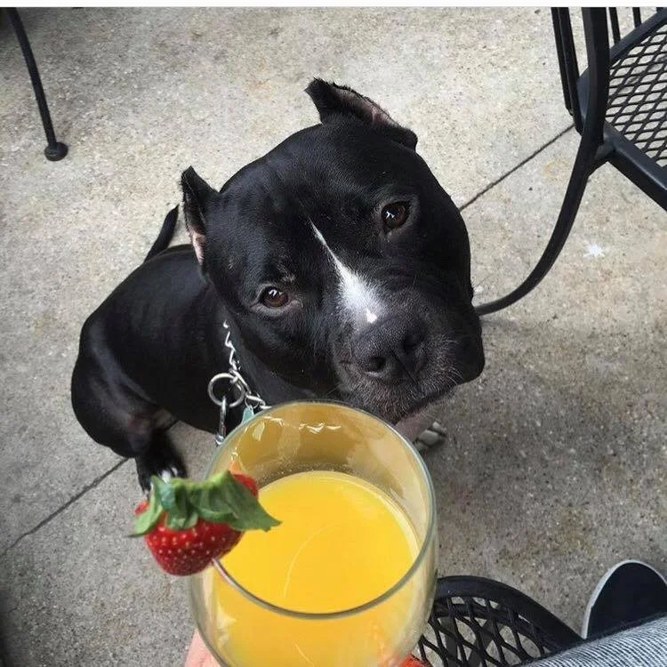 Traveling With Your Dog to Dallas, Texas: Pet-Friendly Flights, Hotels, Activities and More