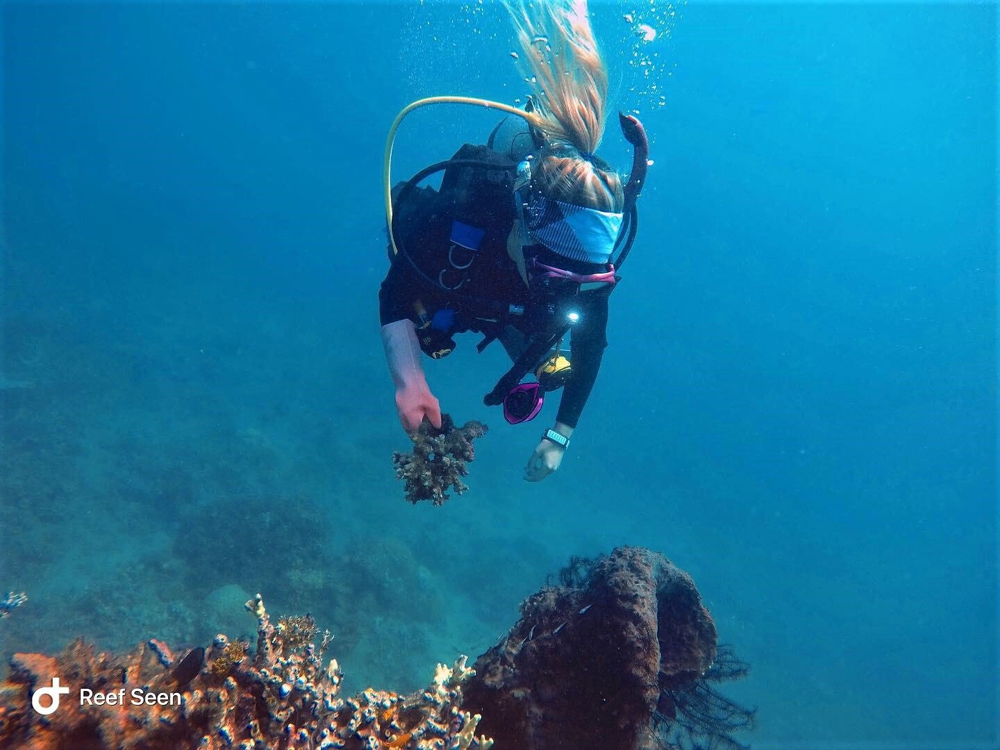 reef.jpeg