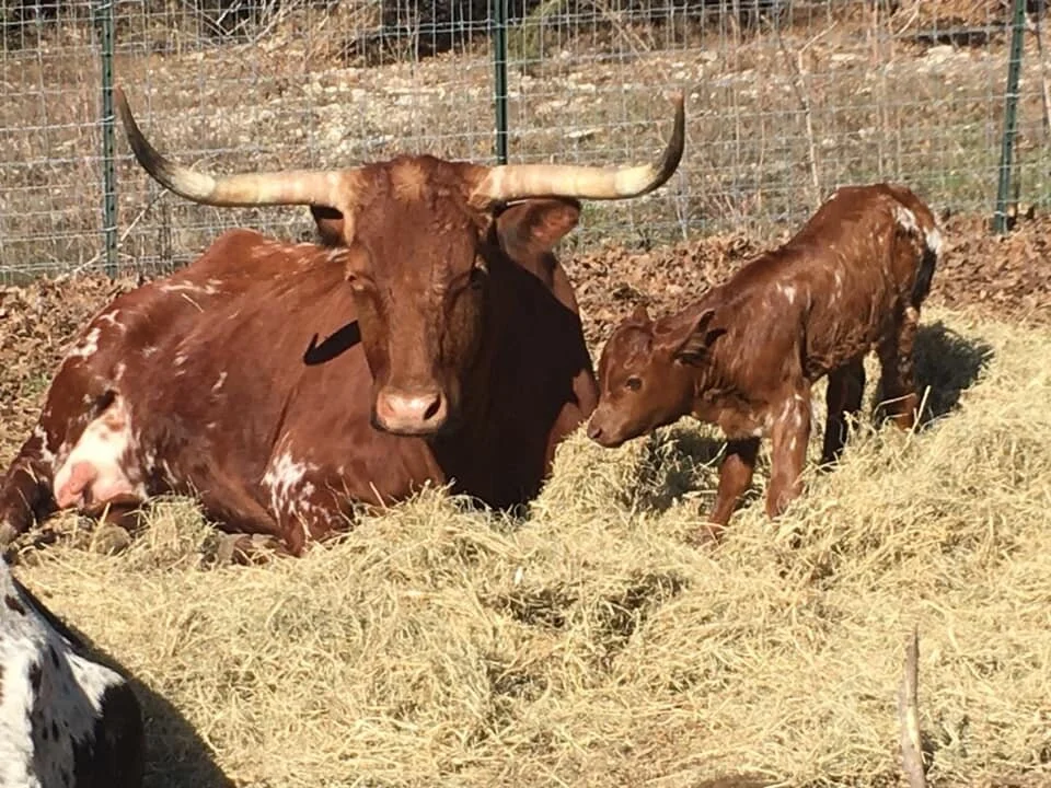 Sam Red Bull 2-8-2020.JPG