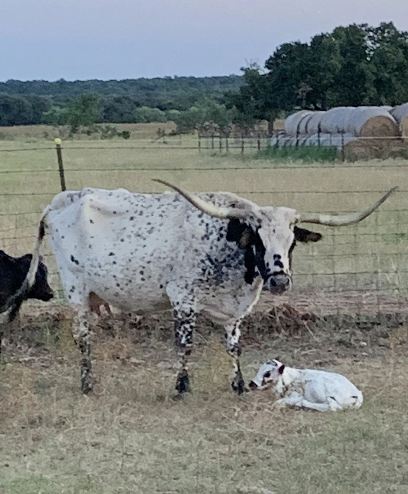 Lola with calf a.jpg