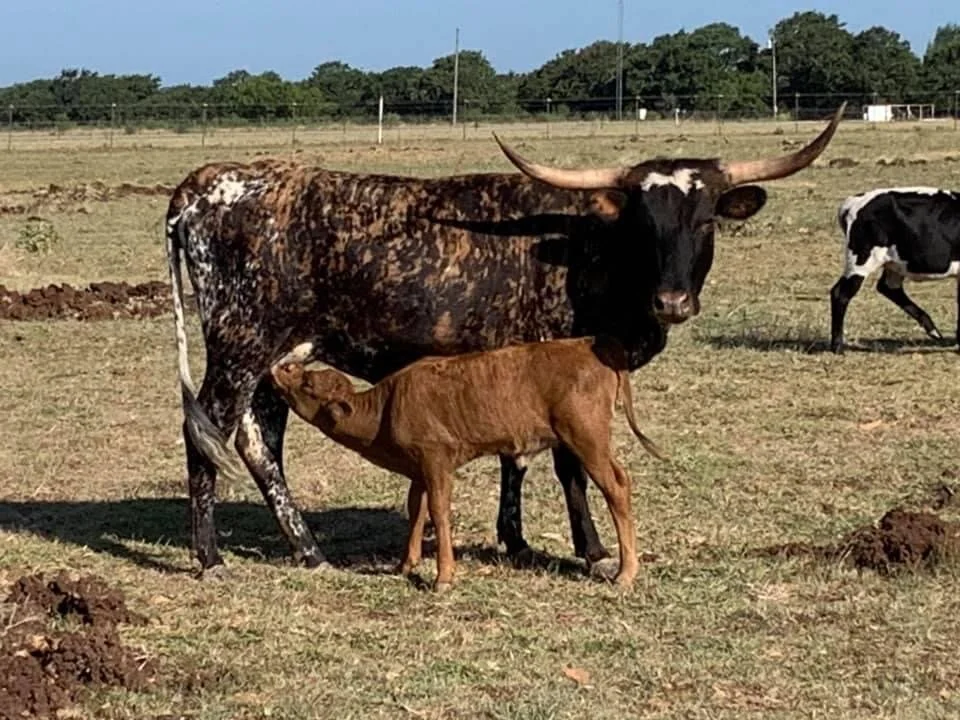 Pebbles and calf.JPG
