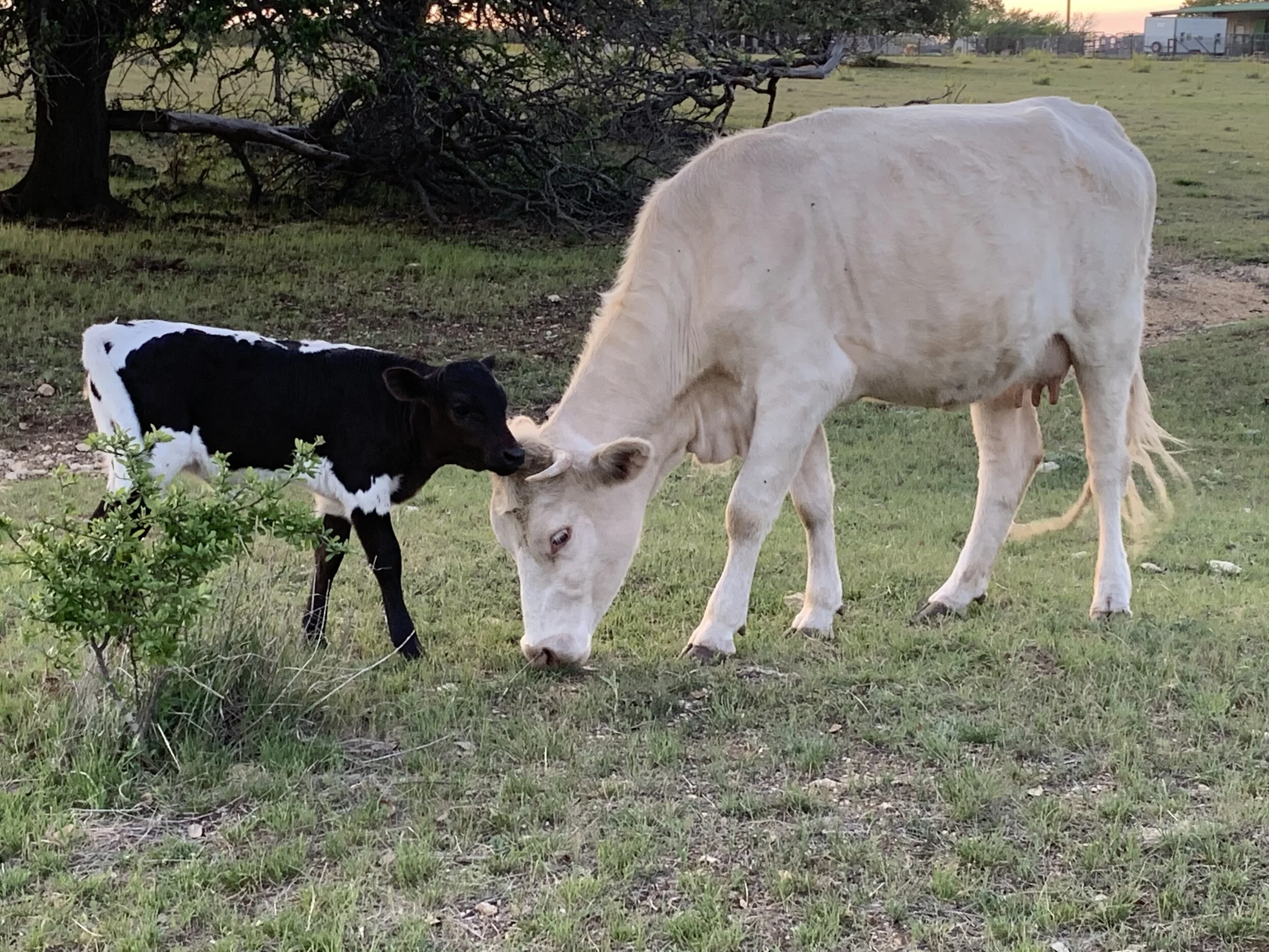 Missy and calf.jpg