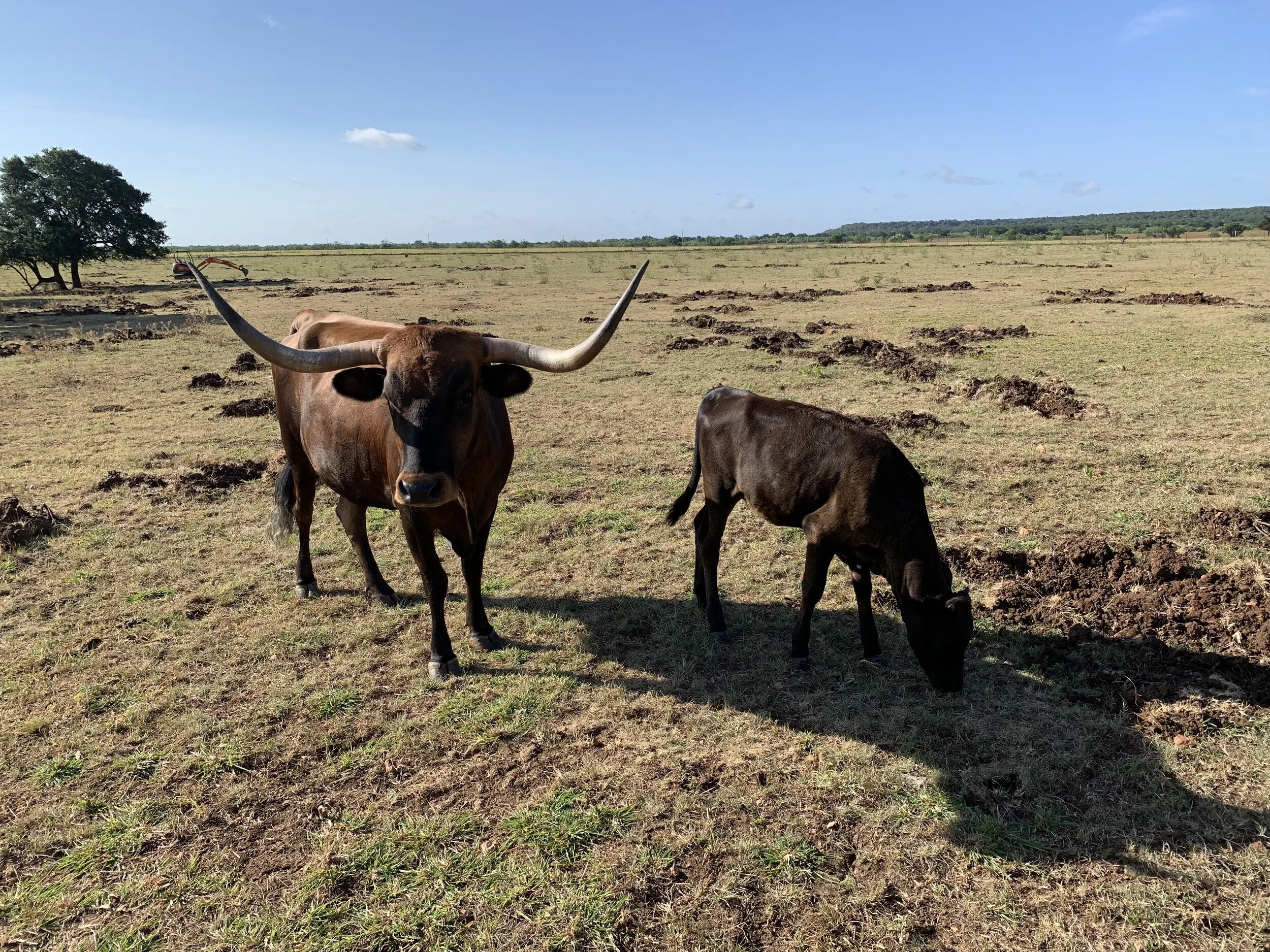 Charlotte and calf.jpg