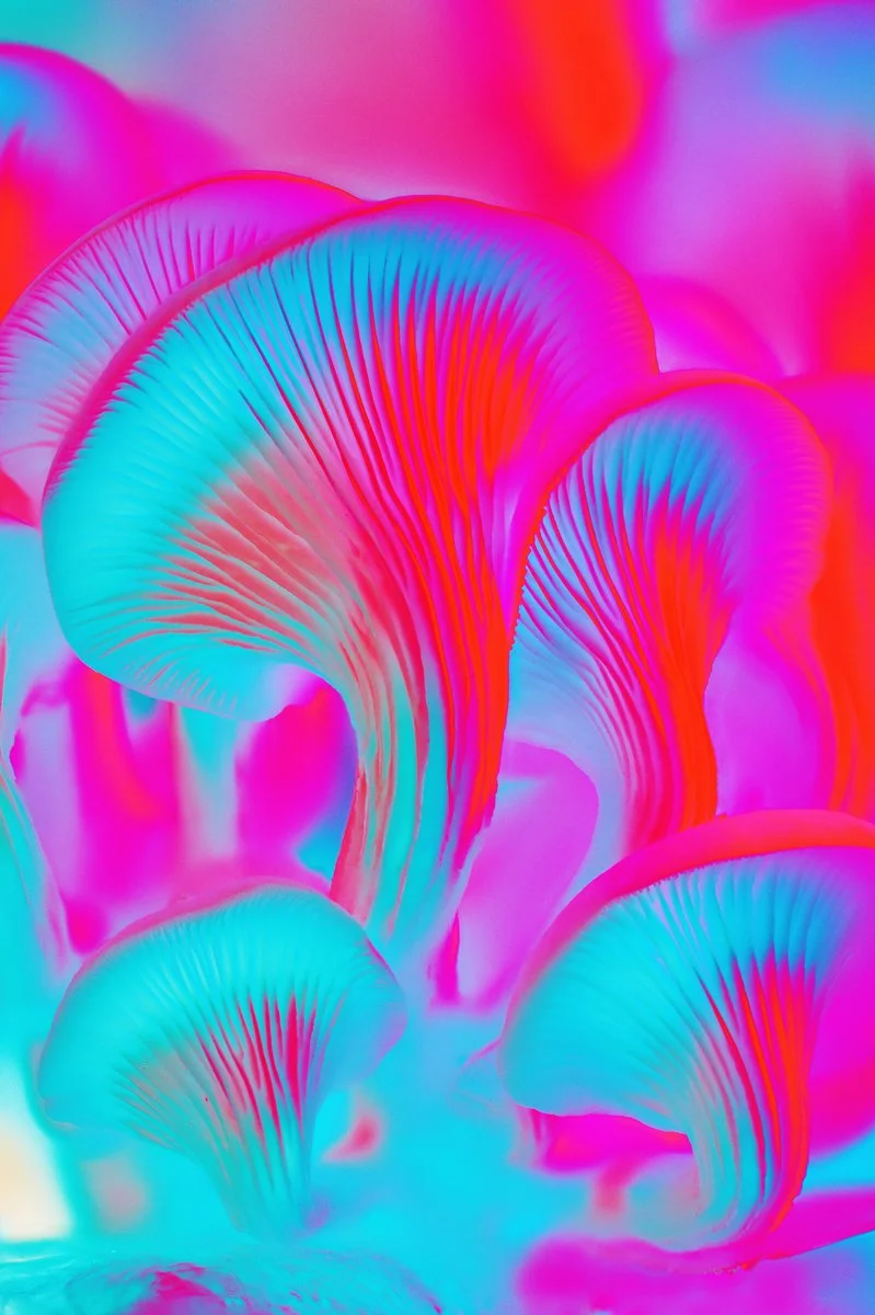 Liam Folie Pleurotus Citrinopileatus #3.jpg