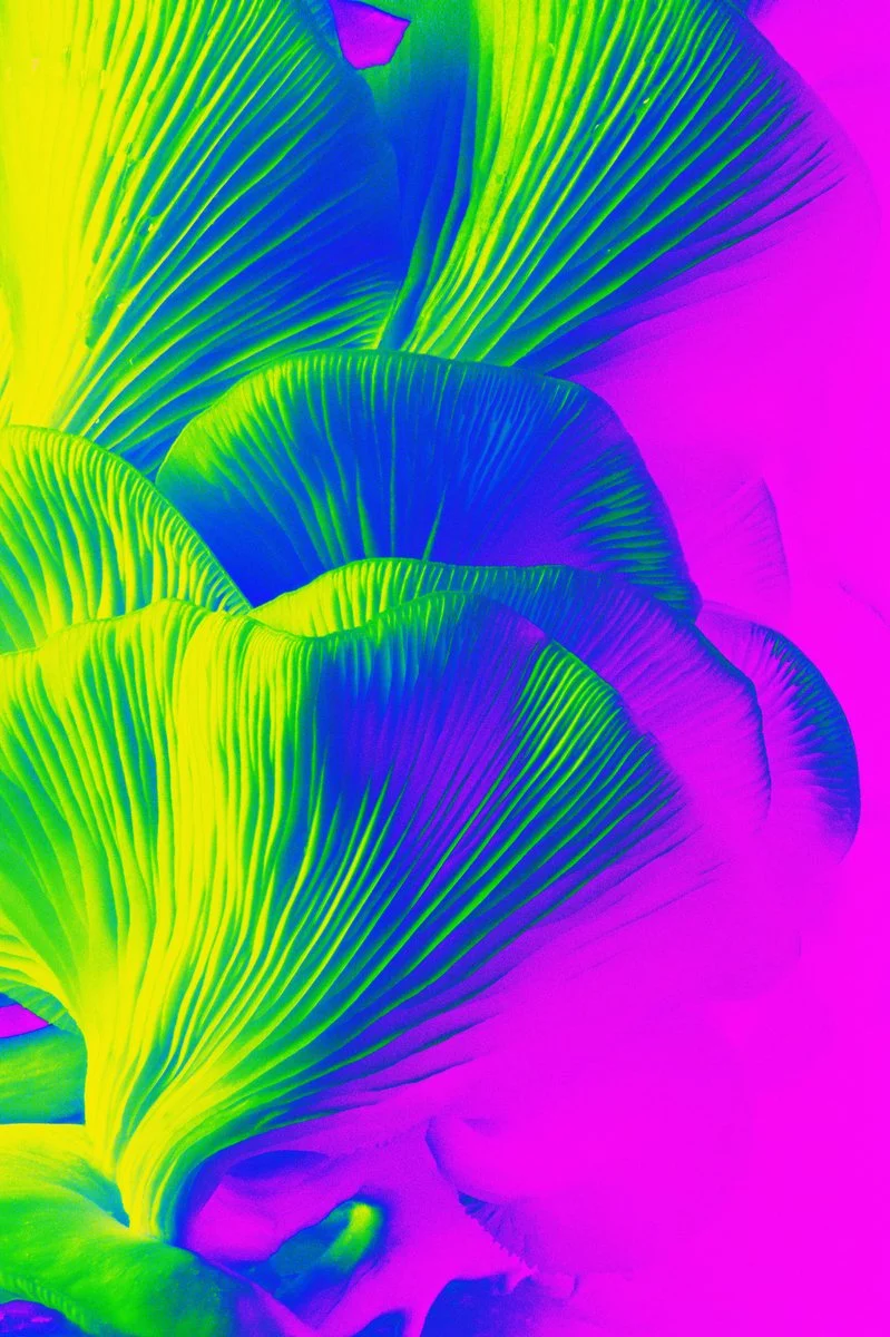 Liam Folie Pleurotus Citrinopileatus #7.jpg