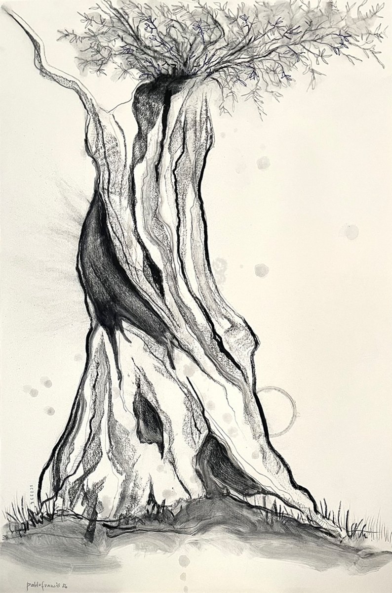 Pablo Francis | Salento olive tree, 2026