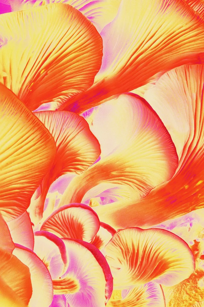 Liam Folie Pleurotus Citrinopileatus #4.jpg