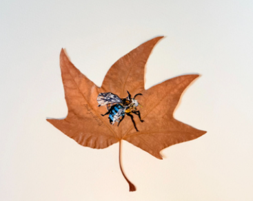 Ruby-Ngoc Nguyen blue-banded bee.png