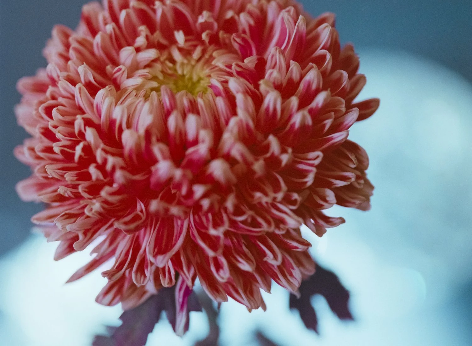 aa2945a8-b949-444d-99a6-c91eea26b654-l (1).jpg