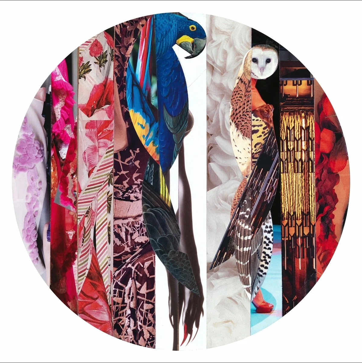 Savaad Felich Macaw & Owl.jpg