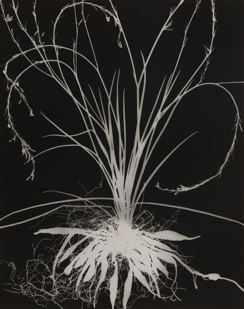 DIANNA WELLS | Blue Grass Lily