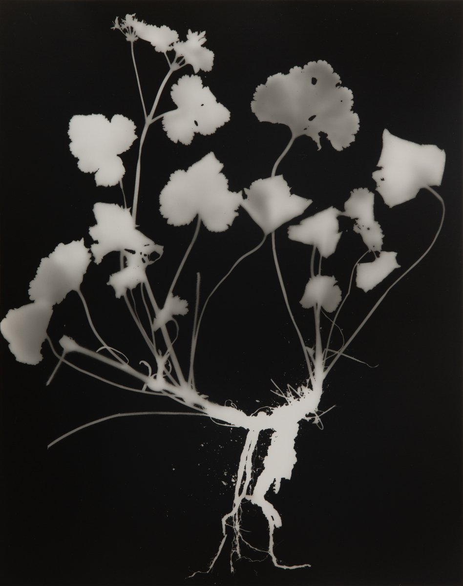 DIANNA WELLS | Austral Stork's-bill