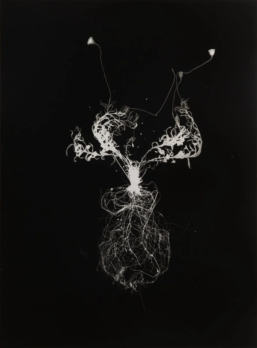 DIANNA WELLS | Wiry Buttons 2